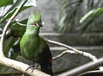 Green Turaco - бесплатный image #336069
